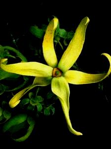 ylang3[1]