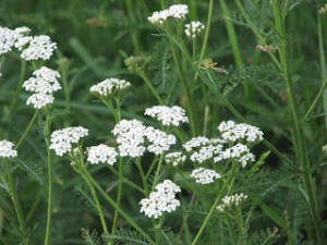 yarrow2[1]