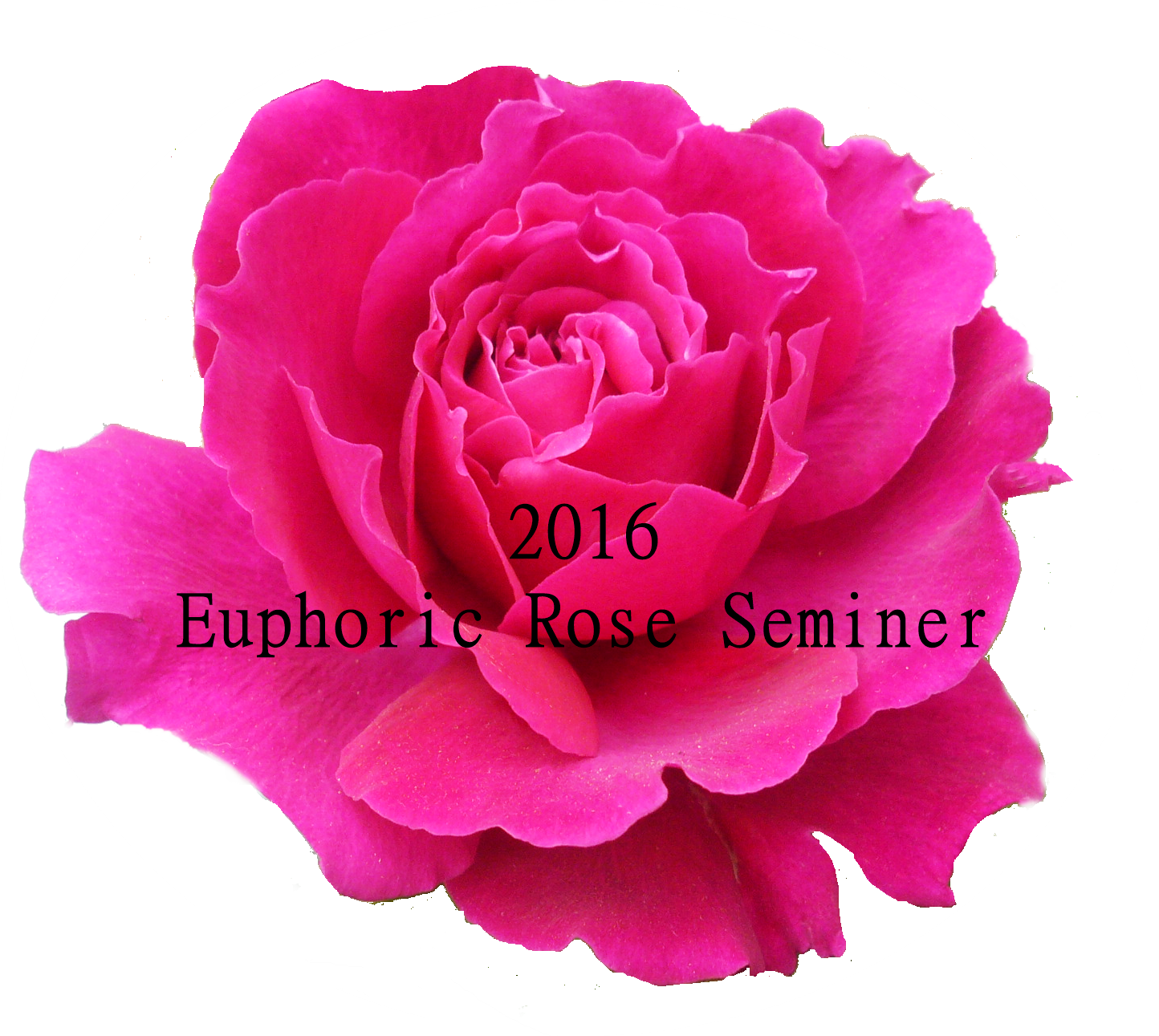 Euphoric Rose seminer