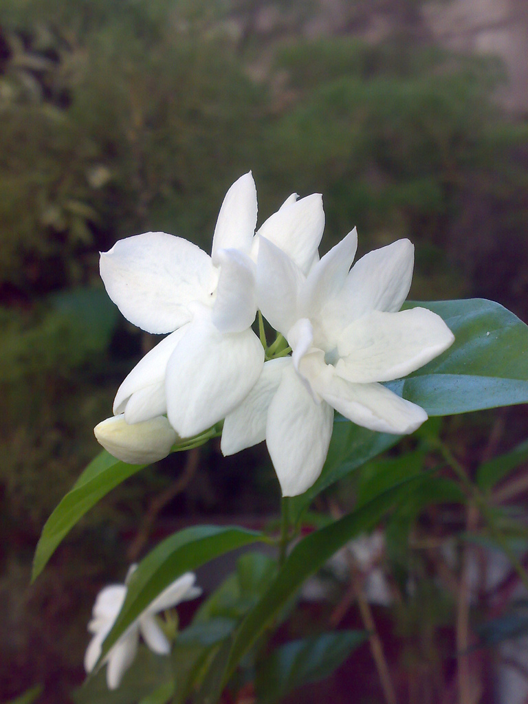 Jasminum_sambac